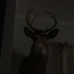 Meet your Posher, Tommy